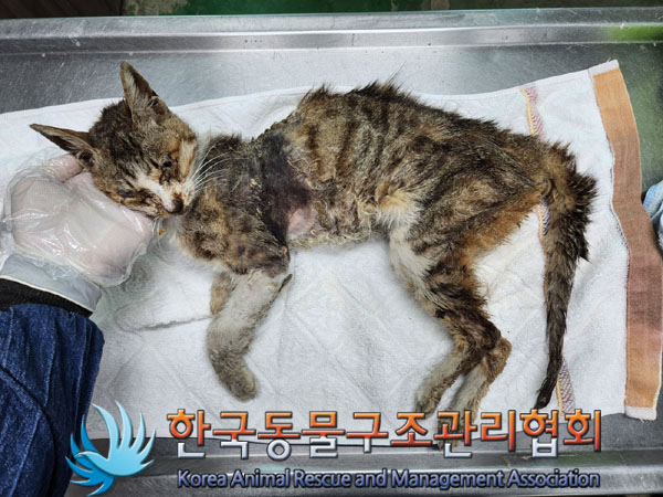 한국동물구조관리협회_441392202300103